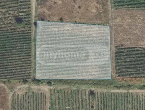 Продажа Земля / участок в Sagarejos Munitsipalitetshi view 5