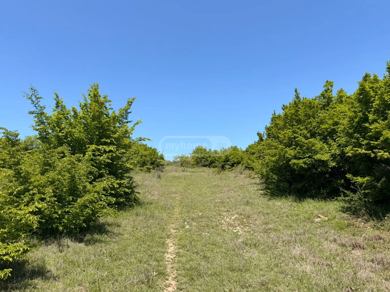 For Sale Sainvestitsio Land Plot Sagarejoshi view 8