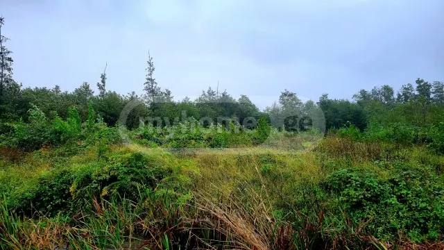 For Sale Sasoplo-Sameurneo Land Plot Ozurgetis Munitsipalitetshi view 1