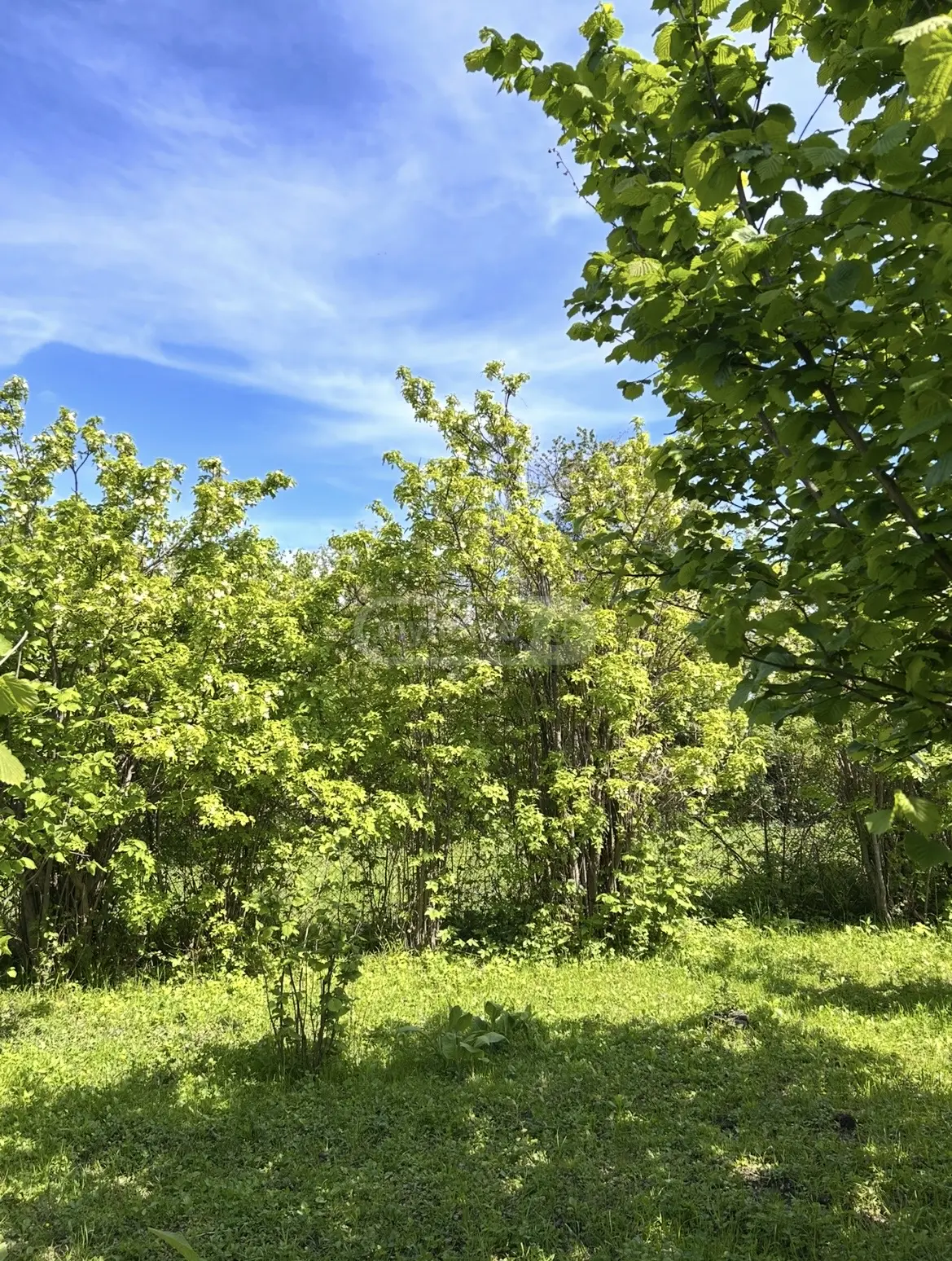 For Sale Sasoplo-Sameurneo Land Plot Qvarelshi view 4