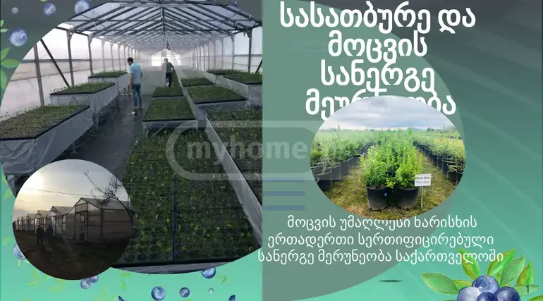 Продажа Земля / участок в Zugdidis Munitsipalitetshi view 3