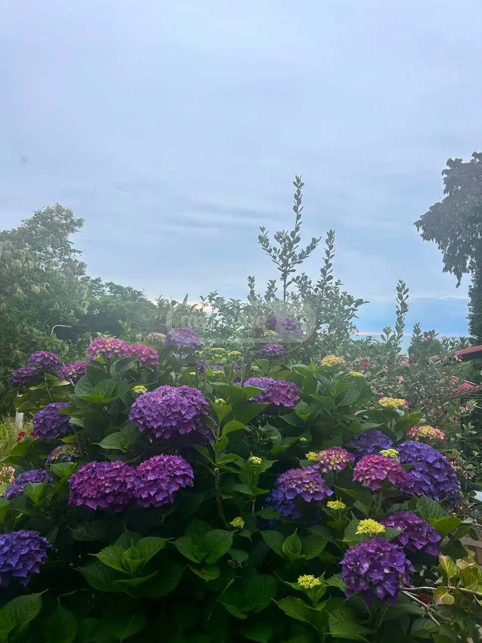 For Rent 1 Room Apartment view 6