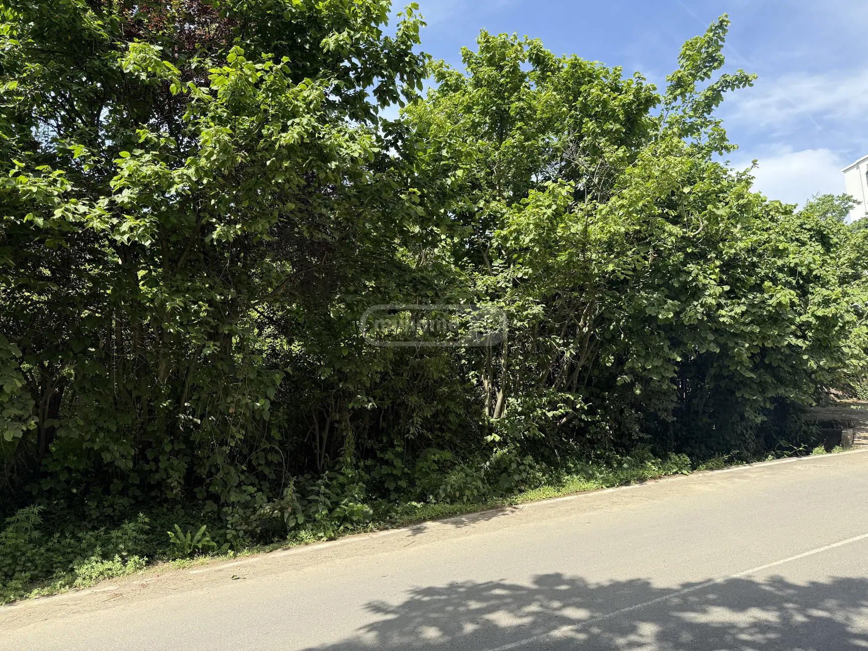 For Sale Sasoplo-Sameurneo Land Plot Khelvachauris Munitsipalitetshi view 7