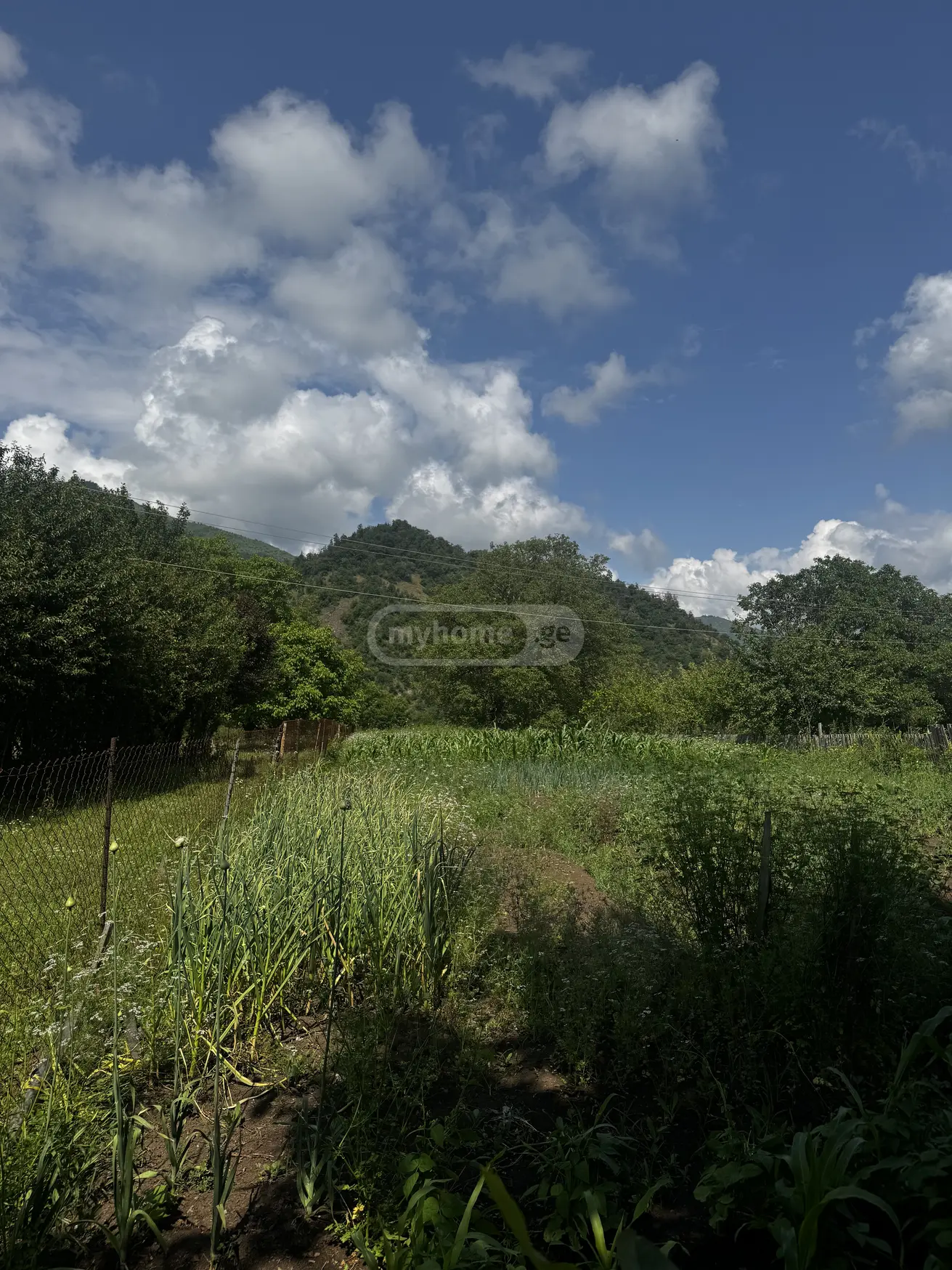 For Sale Ara Sasoplo-Sameurneo Land Plot Borjomshi view 2