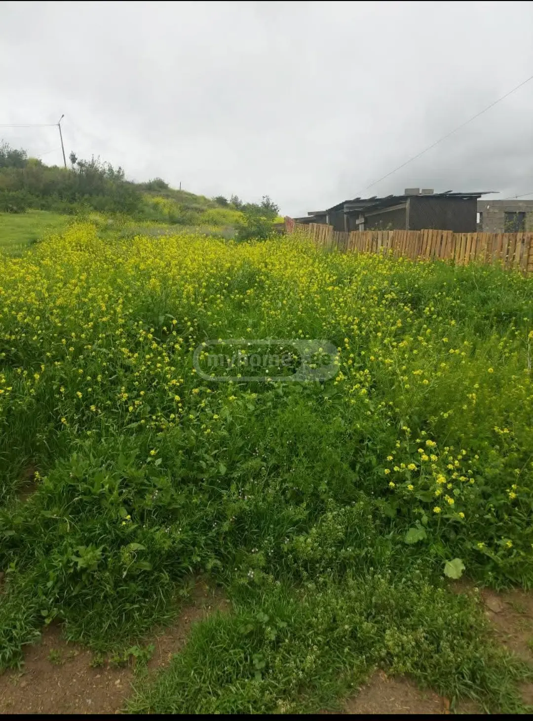 For Sale Sasoplo-Sameurneo Land Plot Nadzaladevshi, 5 of 8