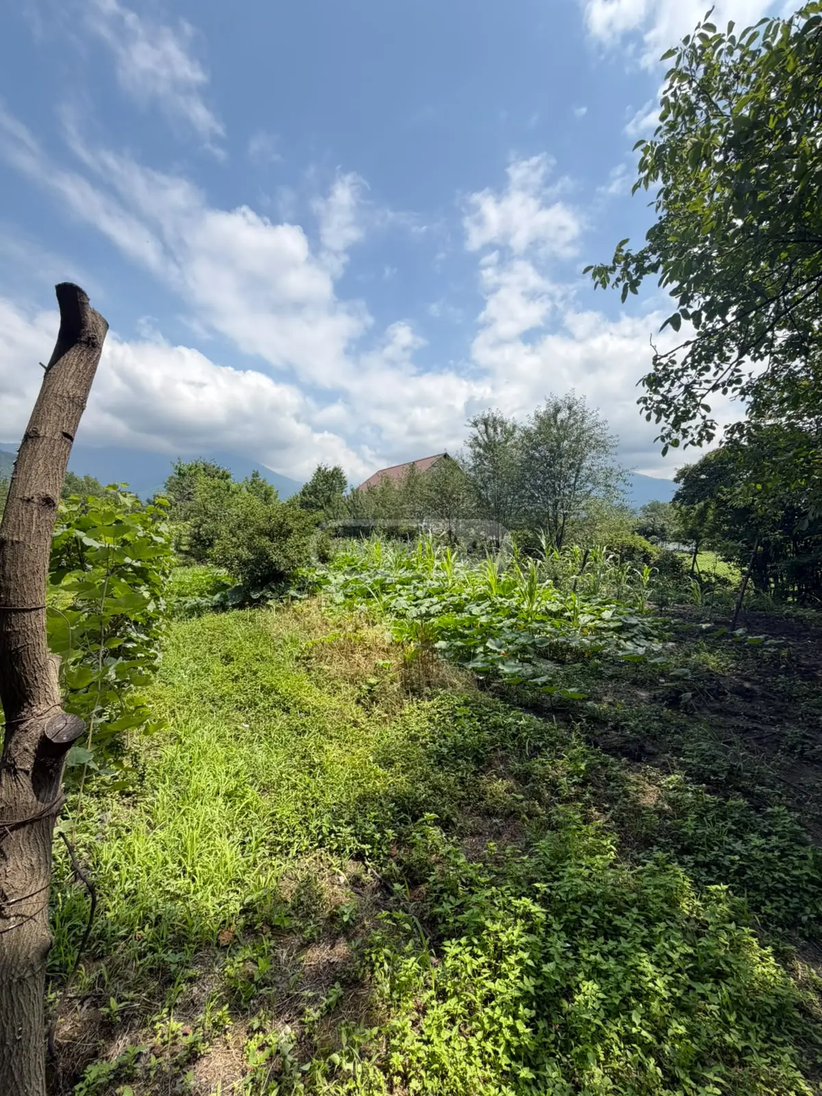 For Sale Sasoplo-Sameurneo Land Plot Qvarelshi view 9