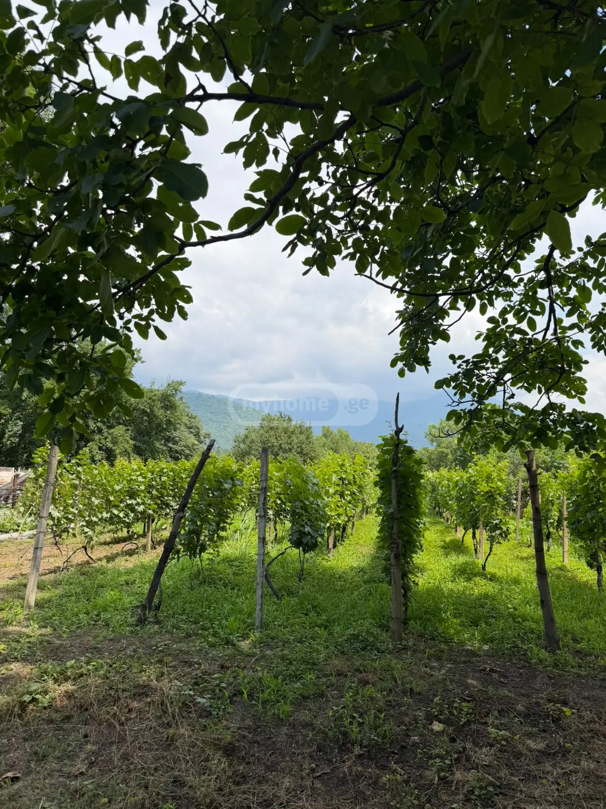 For Sale Sasoplo-Sameurneo Land Plot Qvarelshi view 3