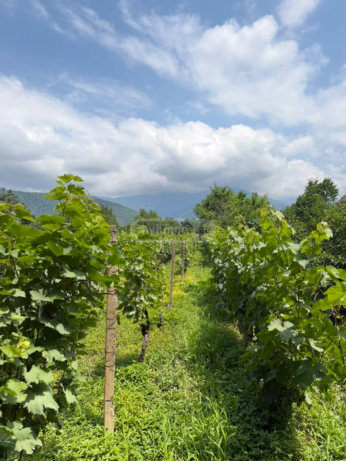 For Sale Sasoplo-Sameurneo Land Plot Qvarelshi view 7