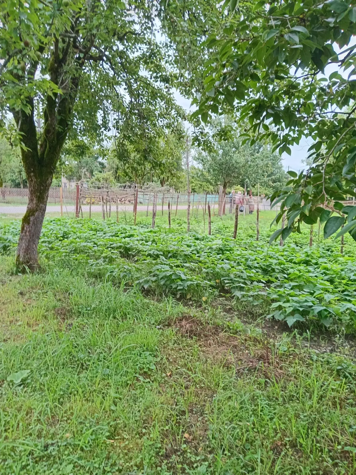 For Sale 3 Room Private House Samtrediashi view 2