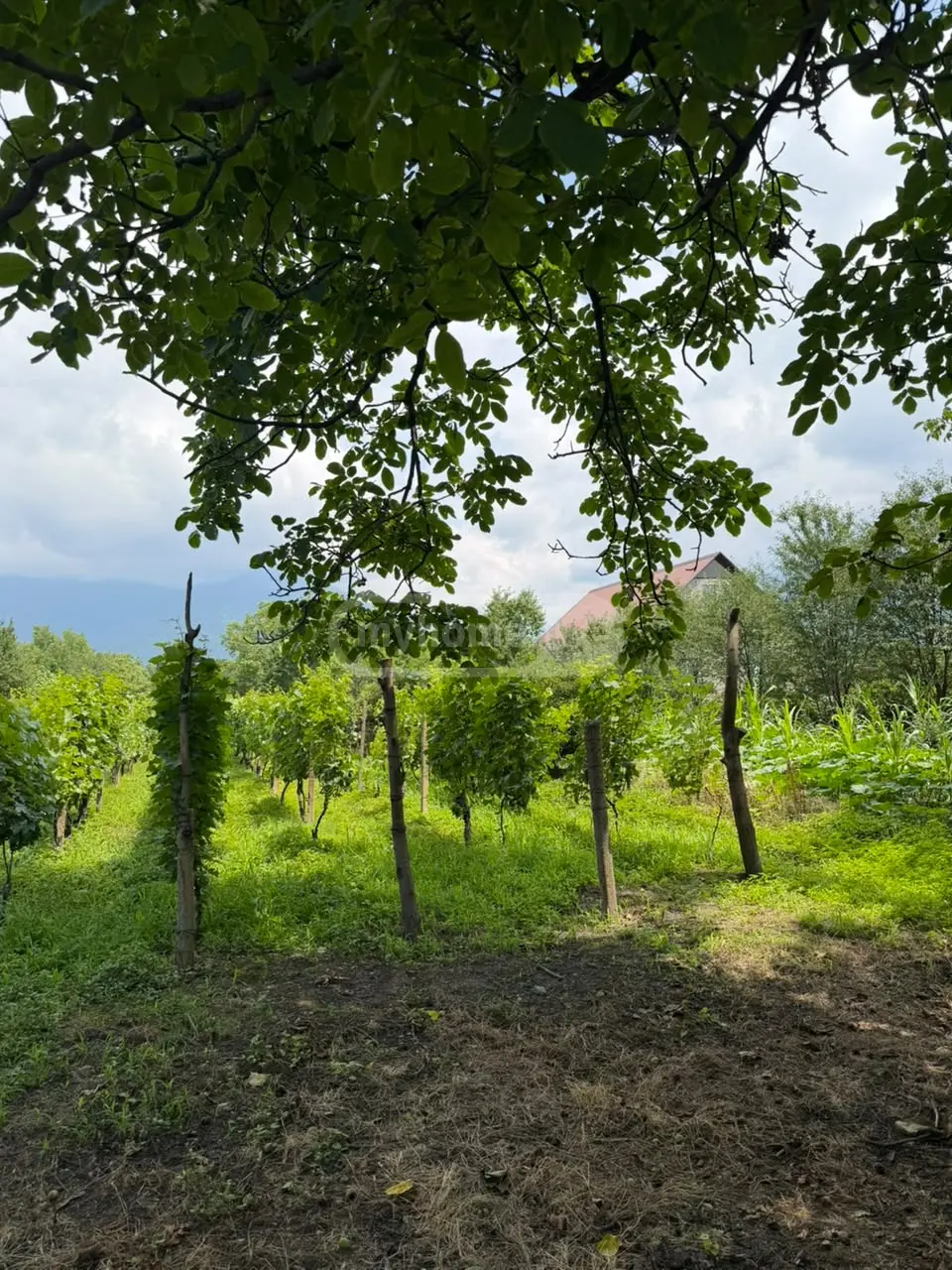 For Sale Sasoplo-Sameurneo Land Plot Qvarelshi view 4