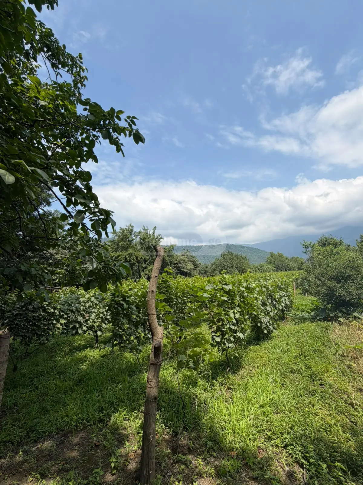 For Sale Sasoplo-Sameurneo Land Plot Qvarelshi view 8