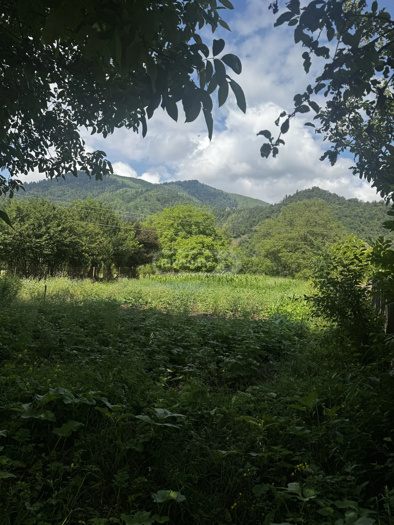 For Sale Ara Sasoplo-Sameurneo Land Plot Borjomshi view 1