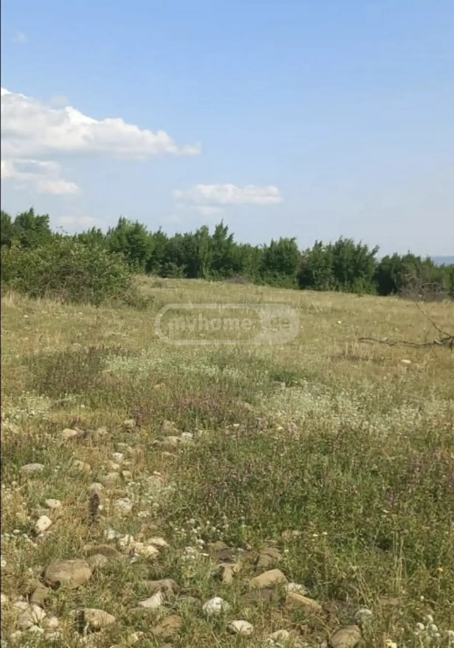 For Sale Sasoplo-Sameurneo Land Plot Sagarejos Munitsipalitetshi view 2