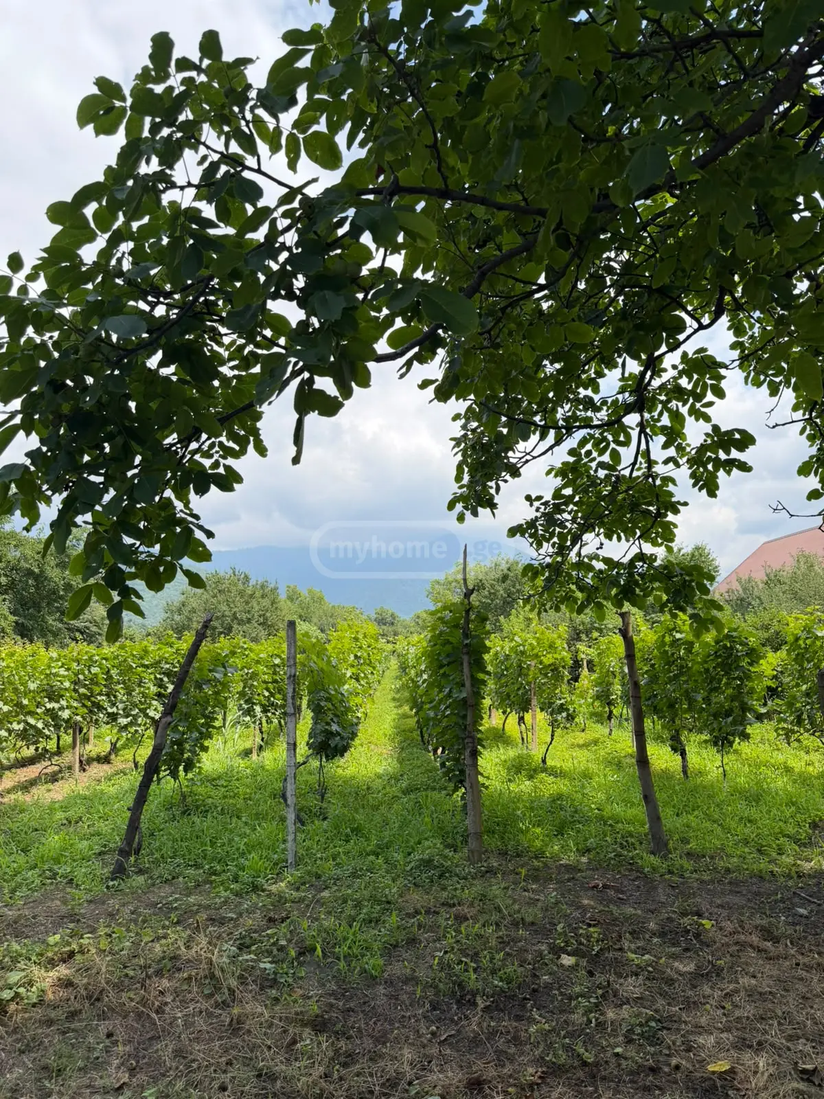 For Sale Sasoplo-Sameurneo Land Plot Qvarelshi view 5