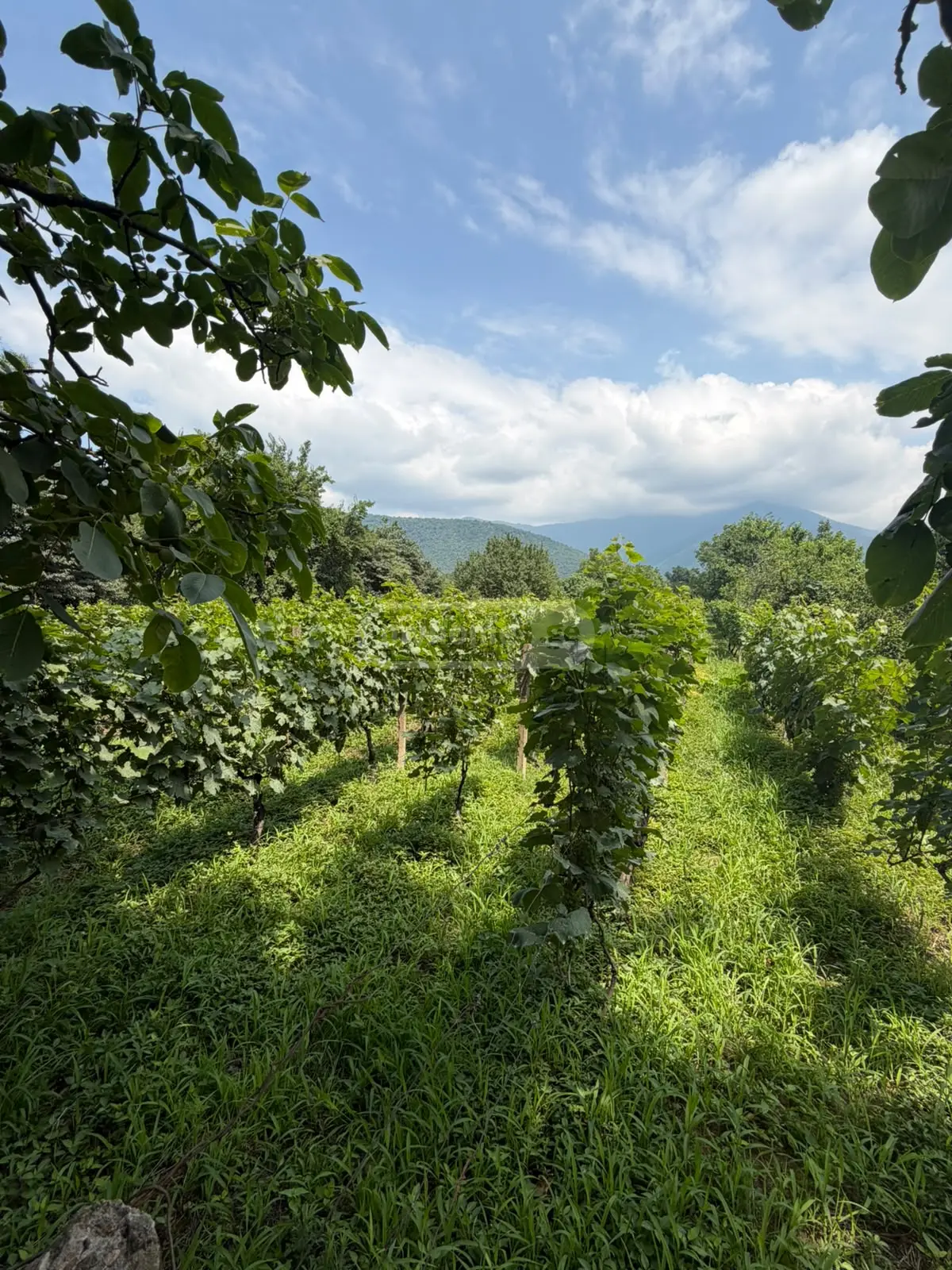 For Sale Sasoplo-Sameurneo Land Plot Qvarelshi view 10
