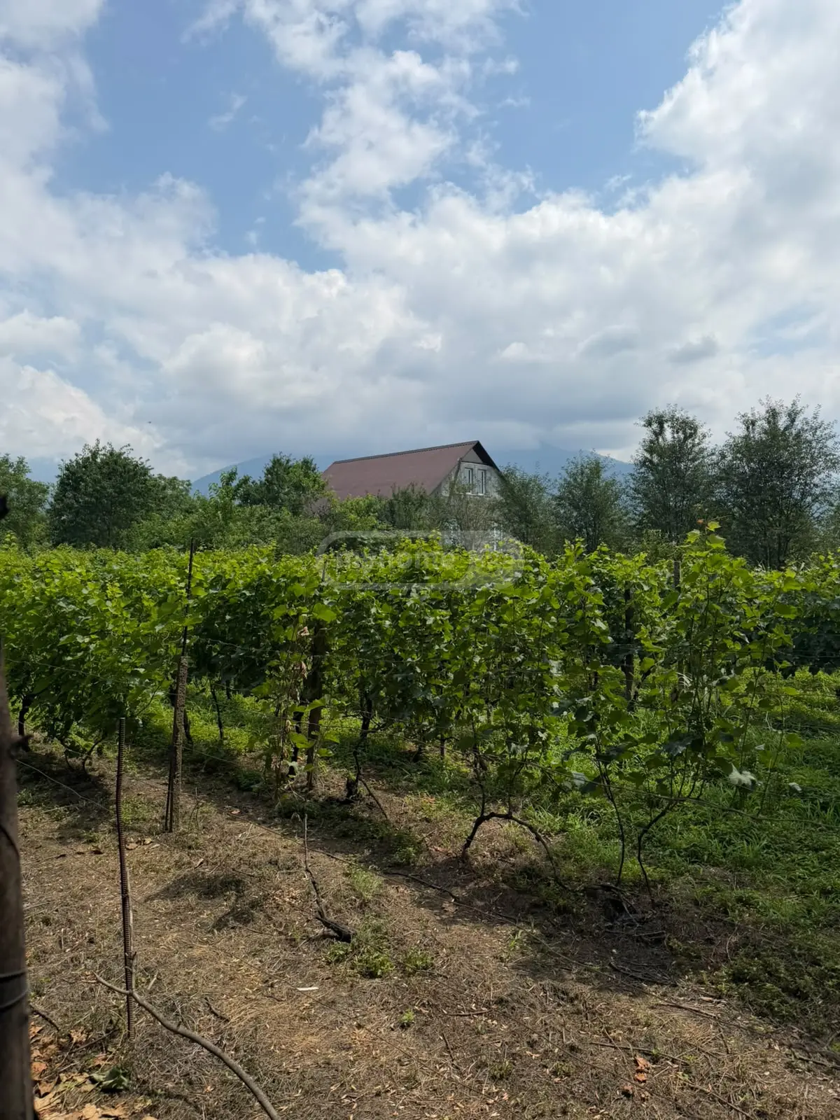 For Sale Sasoplo-Sameurneo Land Plot Qvarelshi view 6