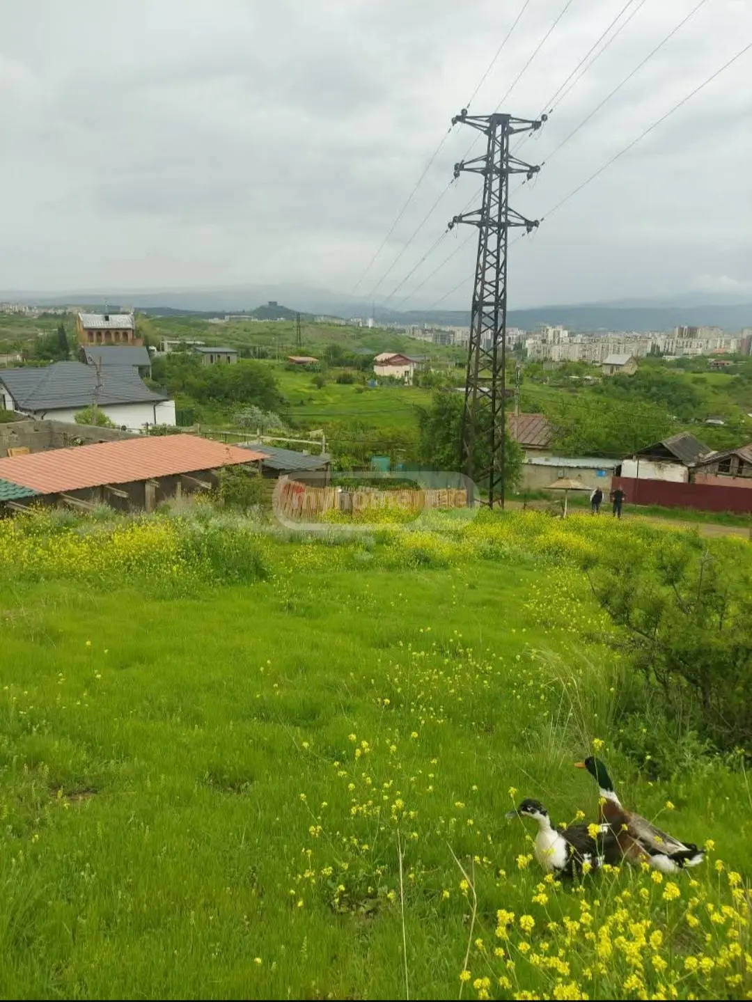 For Sale Sasoplo-Sameurneo Land Plot Nadzaladevshi, 6 of 8