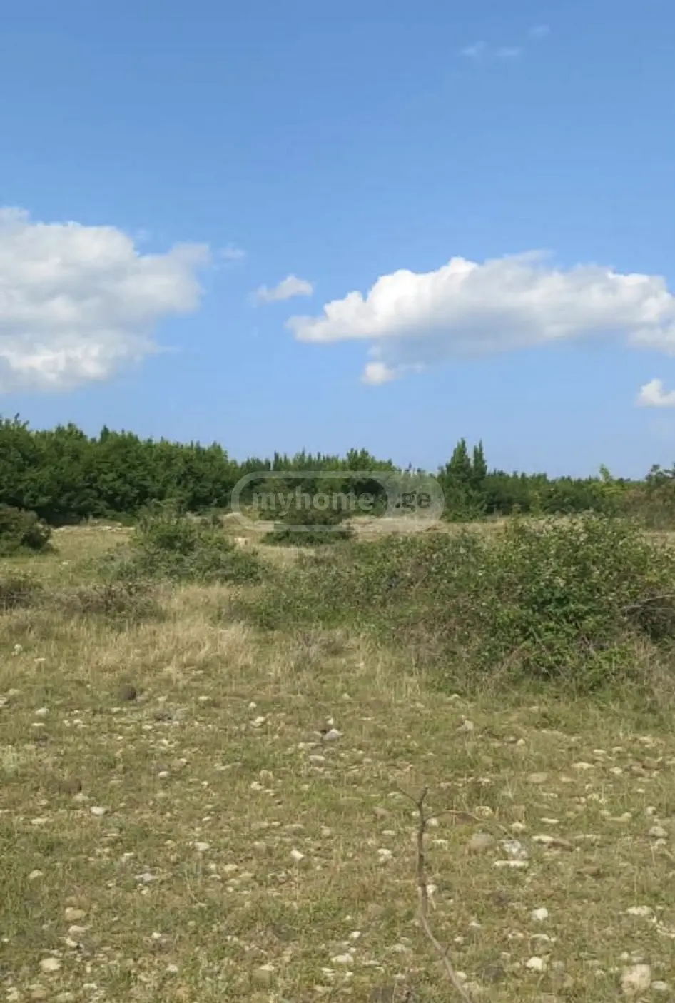 For Sale Sasoplo-Sameurneo Land Plot Sagarejos Munitsipalitetshi view 4