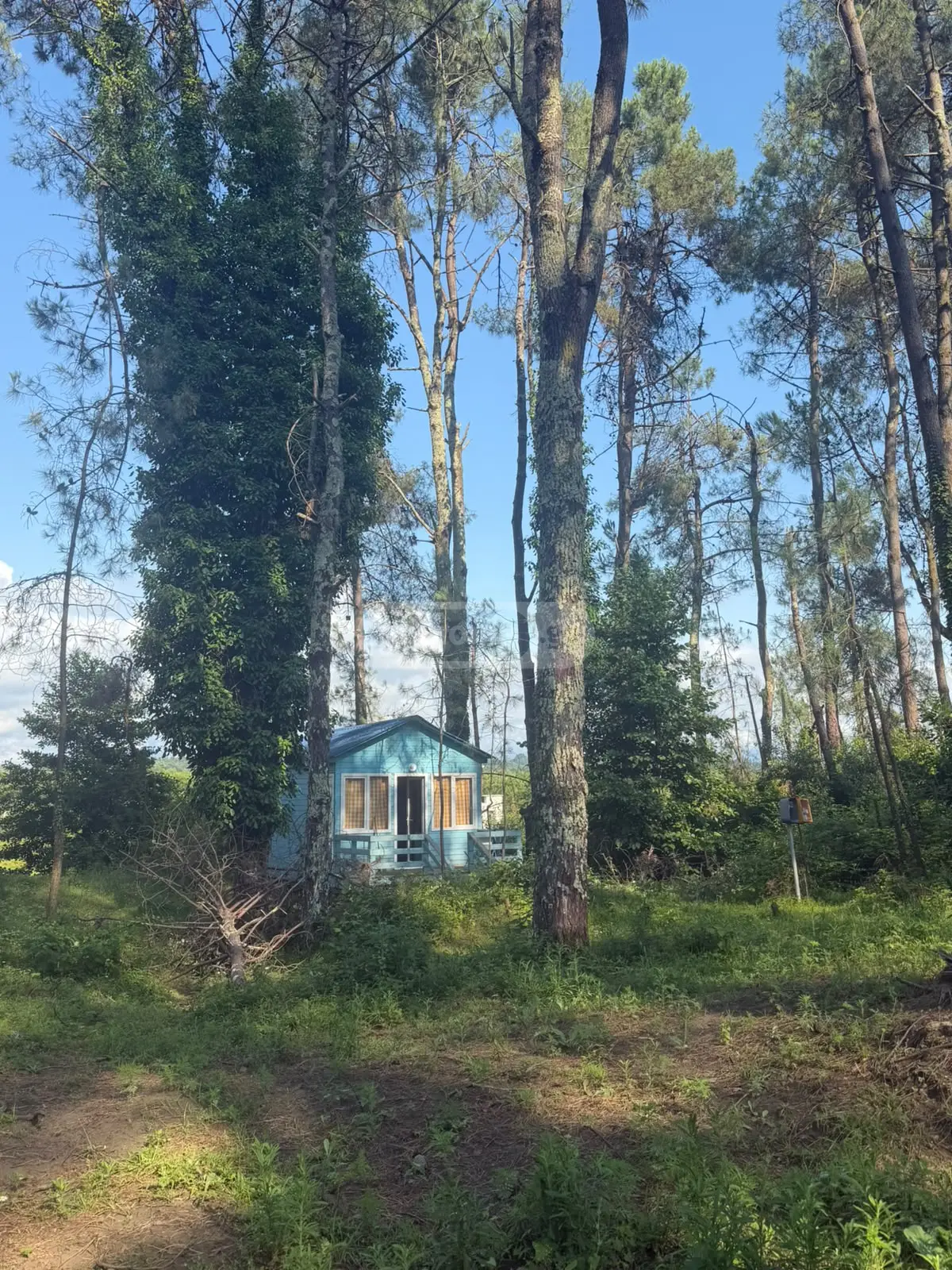For Sale Sasoplo-Sameurneo Land Plot Ozurgetis Munitsipalitetshi view 1