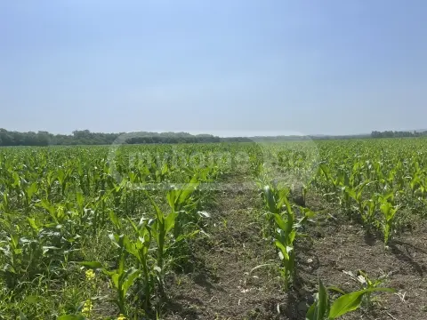 იყიდება მიწა / ნაკვეთი Sagarejos Munitsipalitetshiში view 2