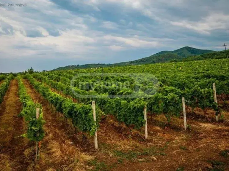 Продажа Земля / участок в Sighnaghshi view 4