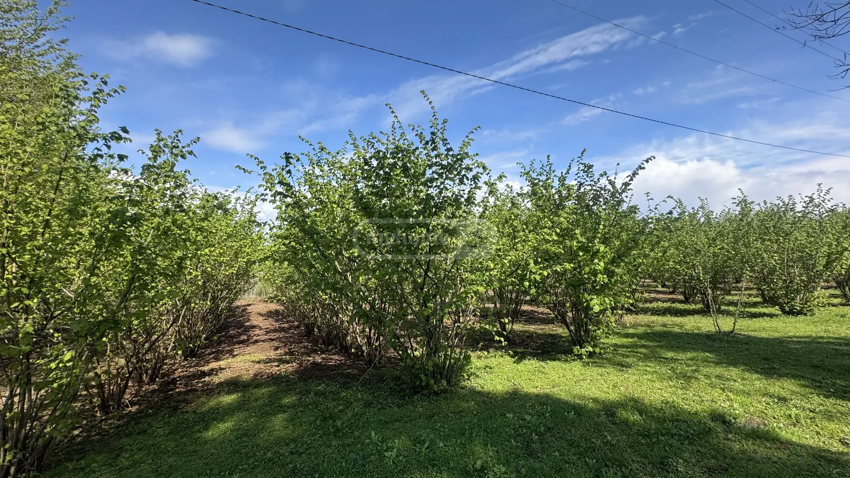 For Sale Sasoplo-Sameurneo Land Plot Zugdidshi view 2