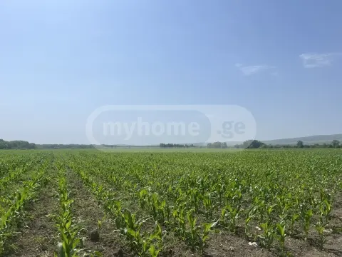 იყიდება მიწა / ნაკვეთი Sagarejos Munitsipalitetshiში view 4