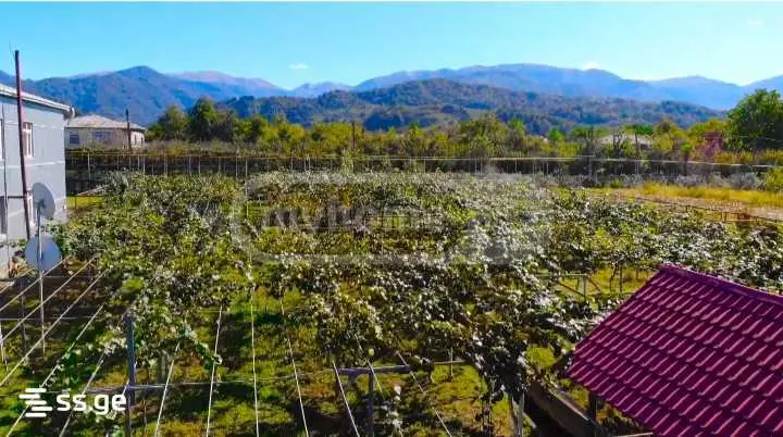 For Sale Sasoplo-Sameurneo Land Plot Ozurgetshii view 2