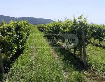 For Sale Sasoplo-Sameurneo Land Plot Isanshi, 10 of 11
