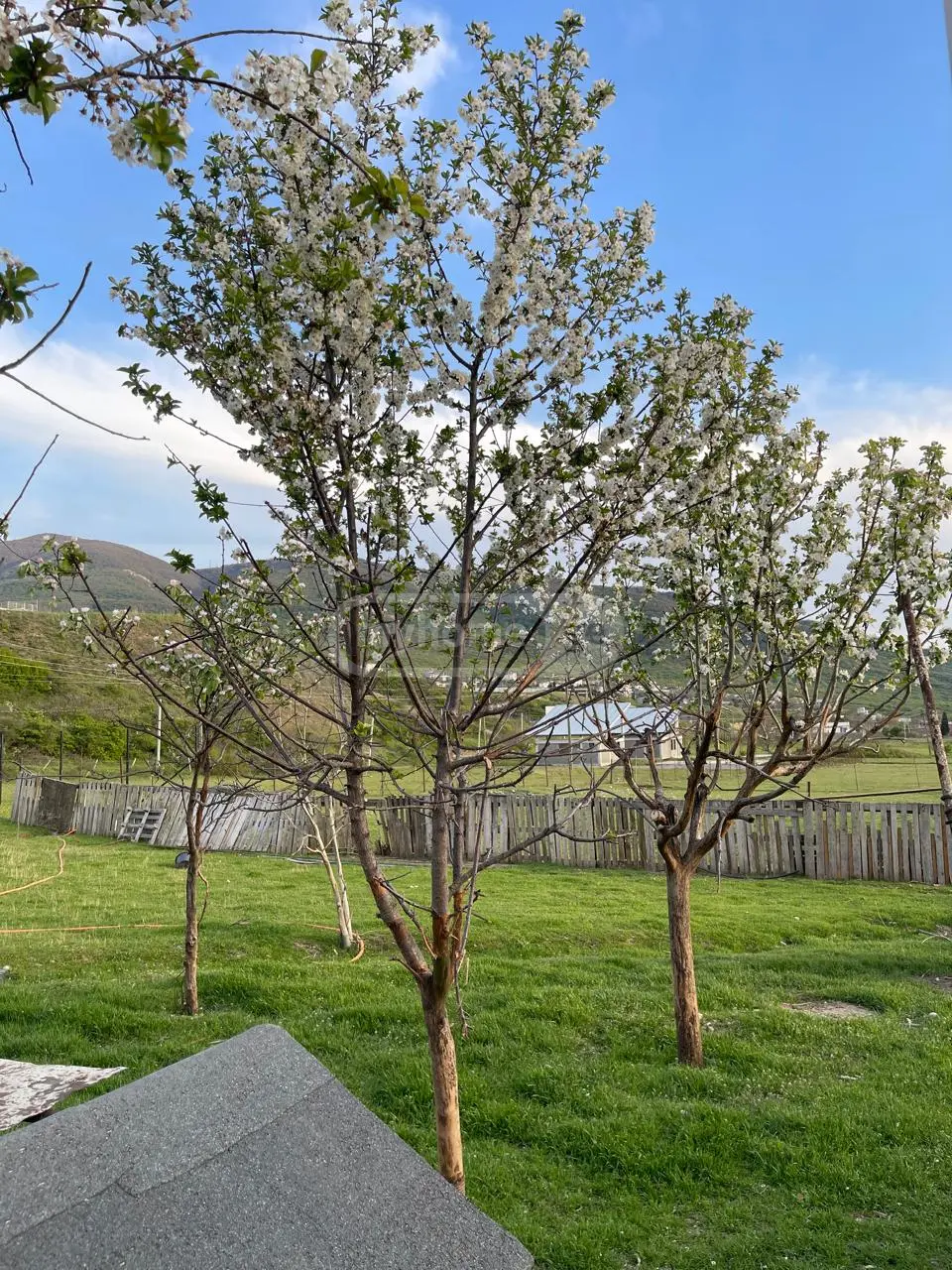 For Sale Sasoplo-Sameurneo Land Plot Mtskhetis Munitsipalitetshi view 5