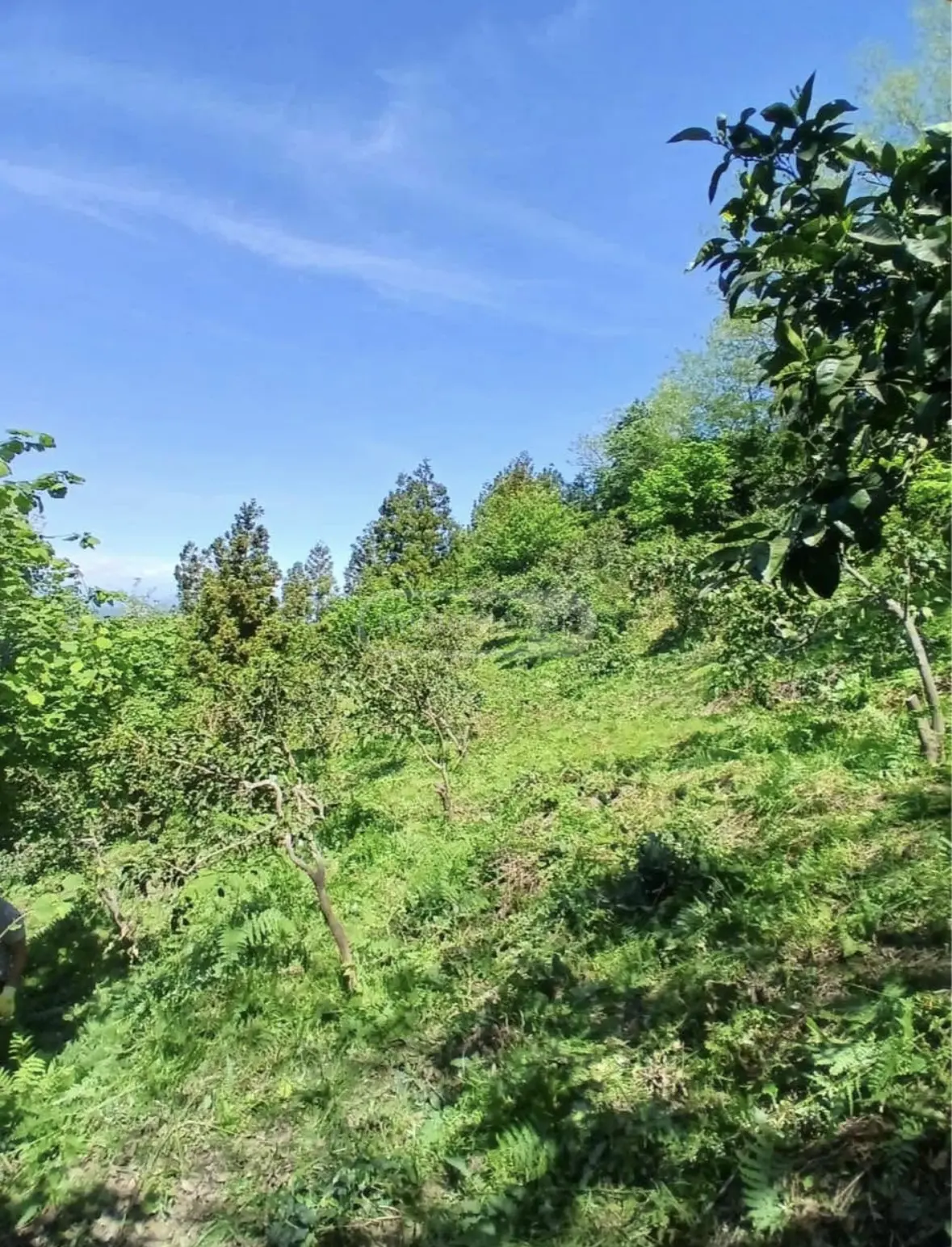 Продажа 2-комната Частный дом в Lanchkhutis Munitsipalitetshi view 5