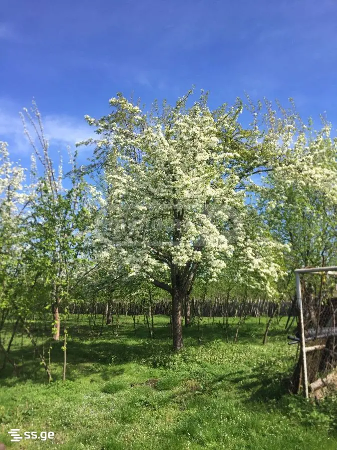 For Sale Sasoplo-Sameurneo Land Plot Ozurgetshii view 5