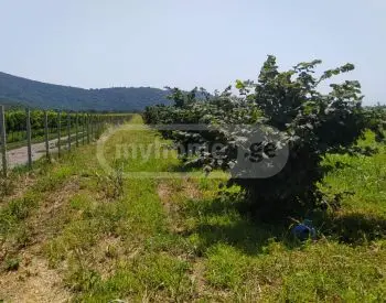For Sale Sasoplo-Sameurneo Land Plot Isanshi, 7 of 11