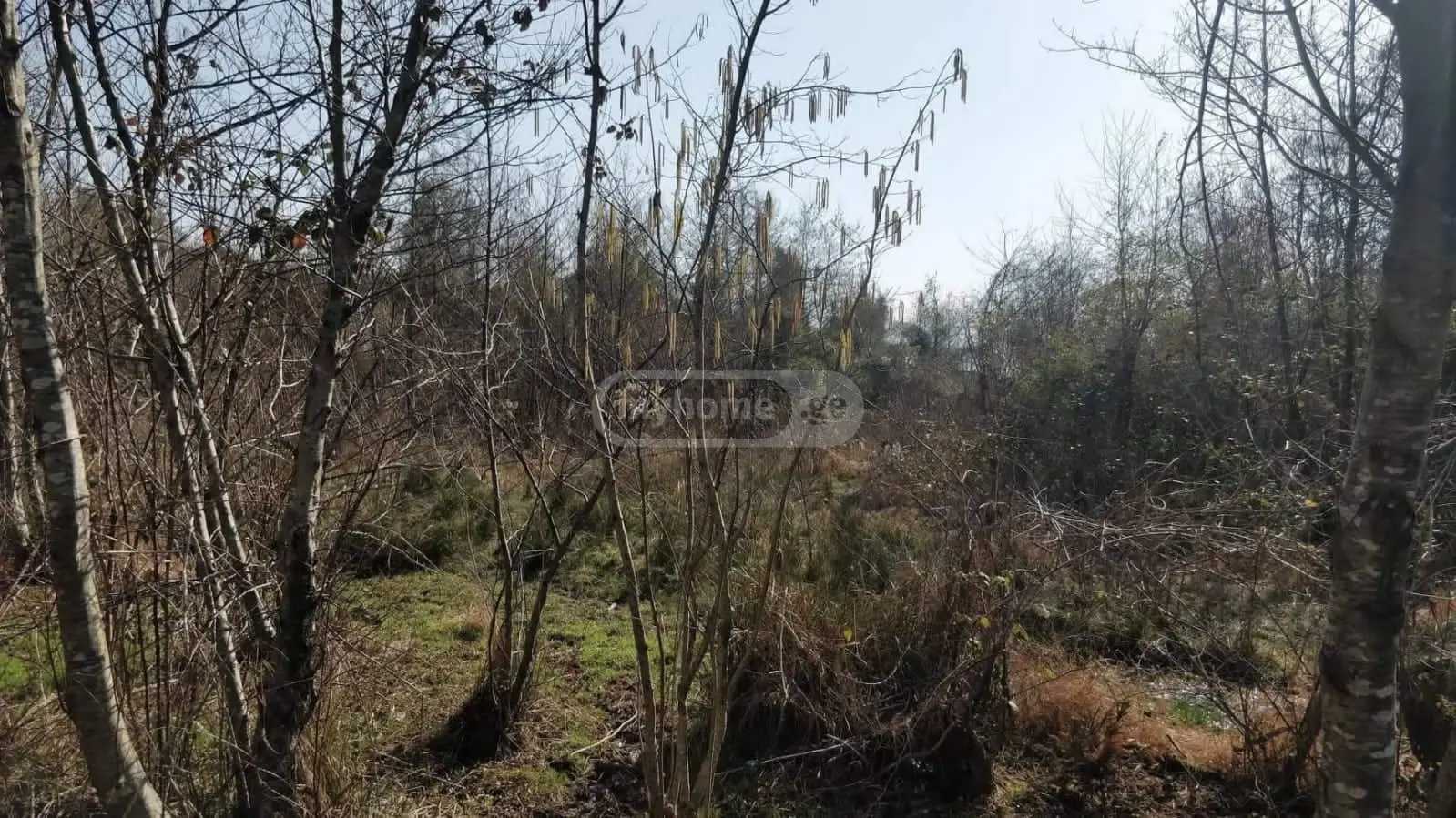 იყიდება მიწა / ნაკვეთი Ozurgetis Munitsipalitetshiში view 3