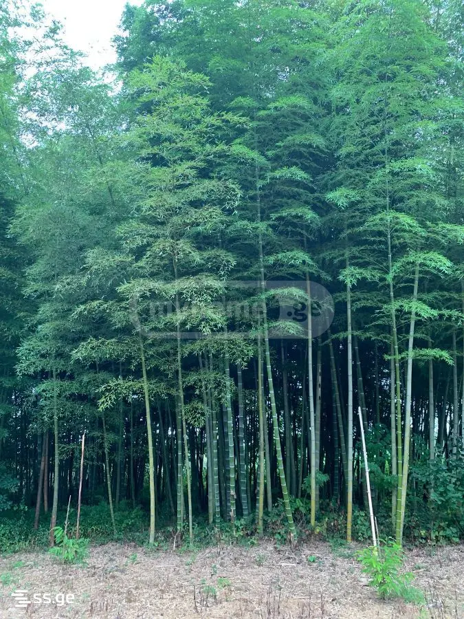 For Sale Sasoplo-Sameurneo Land Plot Ozurgetshii view 9