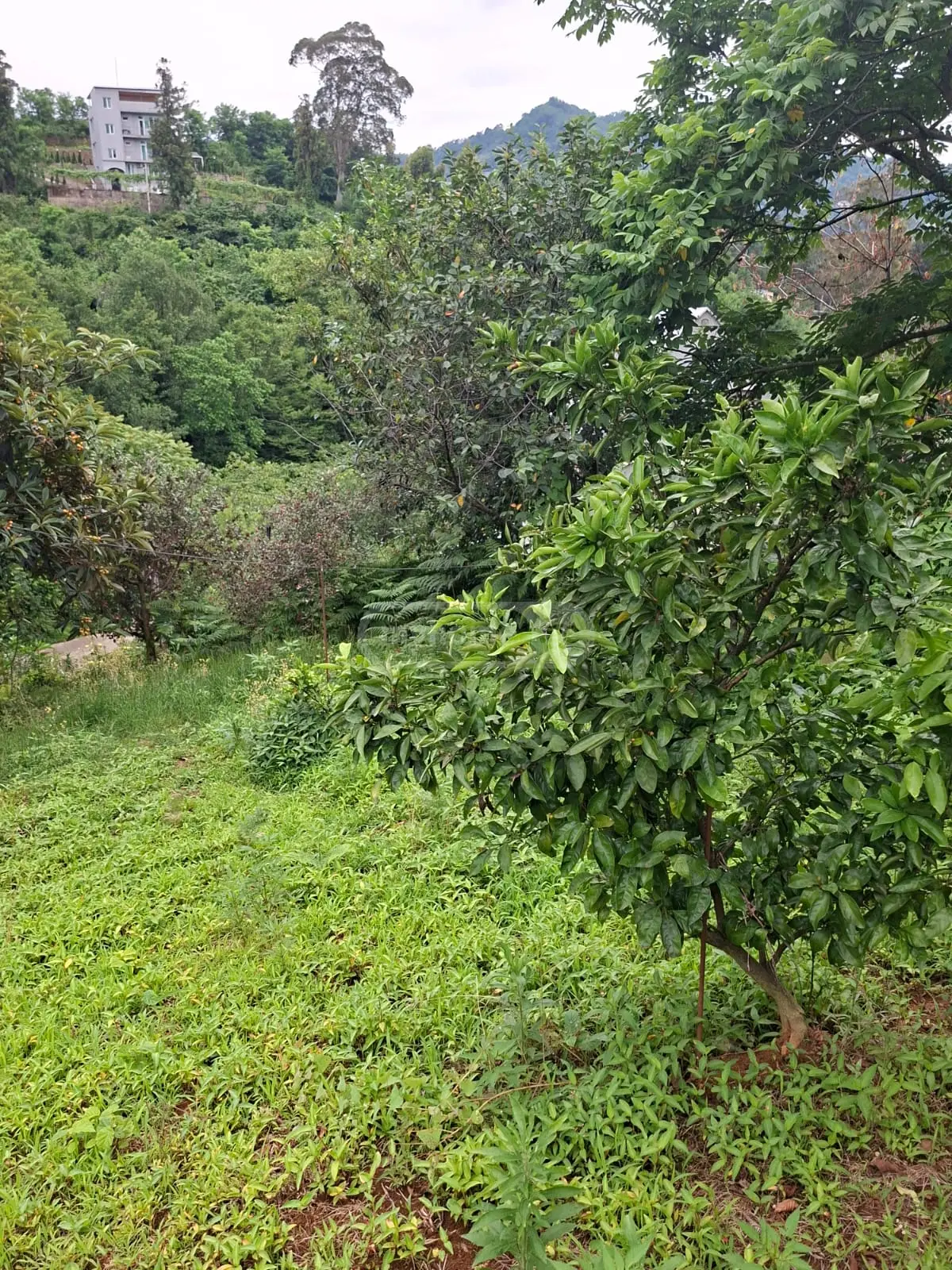 For Sale Sasoplo-Sameurneo Land Plot In Batumi view 4