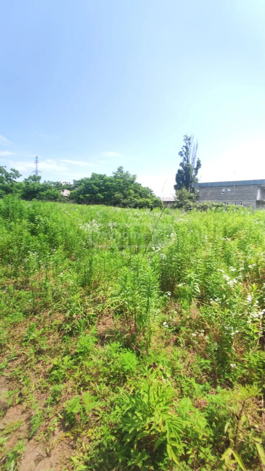 For Sale Ara Sasoplo-Sameurneo Land Plot Lanchkhutis Munitsipalitetshi view 1