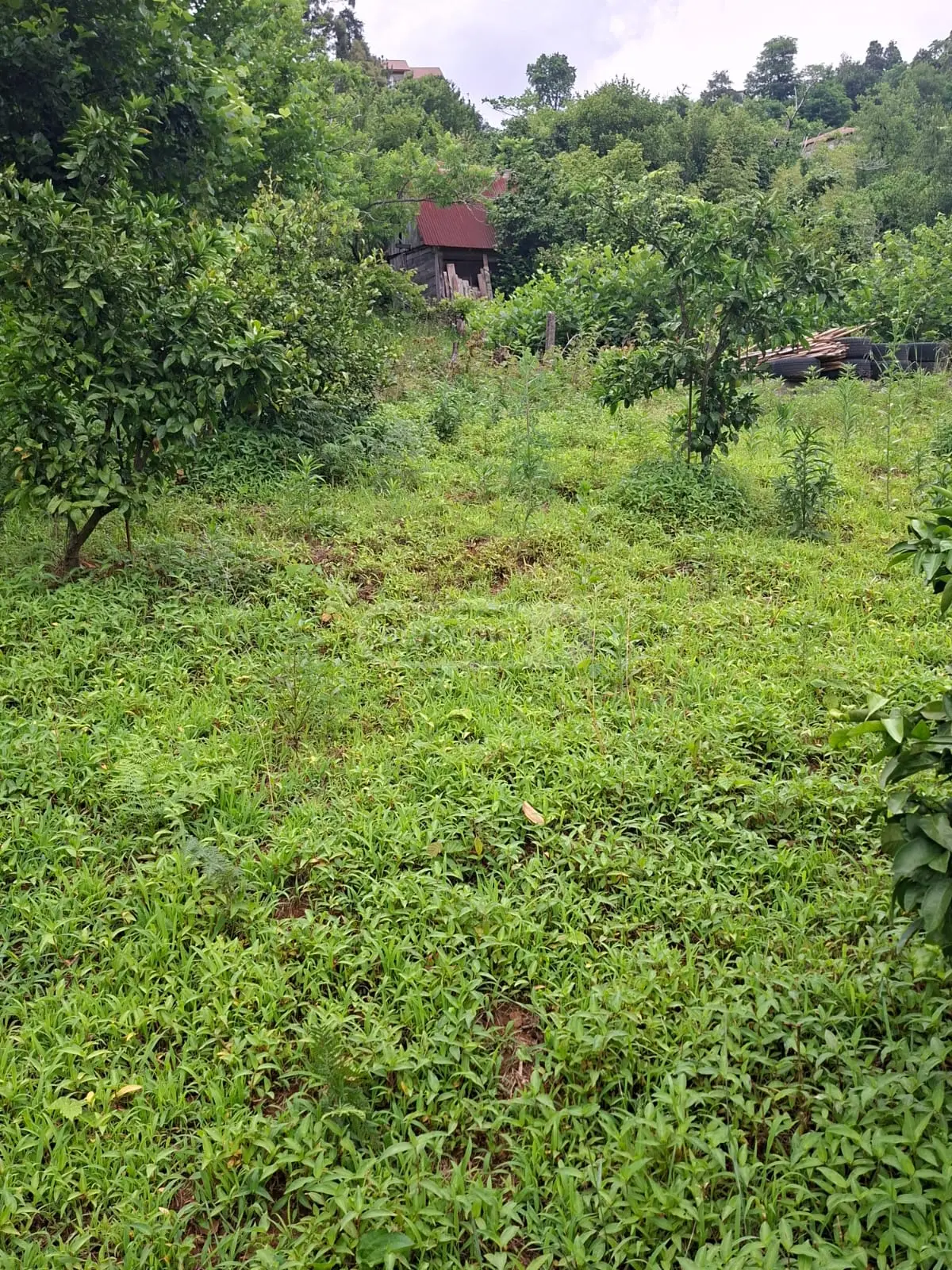 For Sale Sasoplo-Sameurneo Land Plot In Batumi view 12