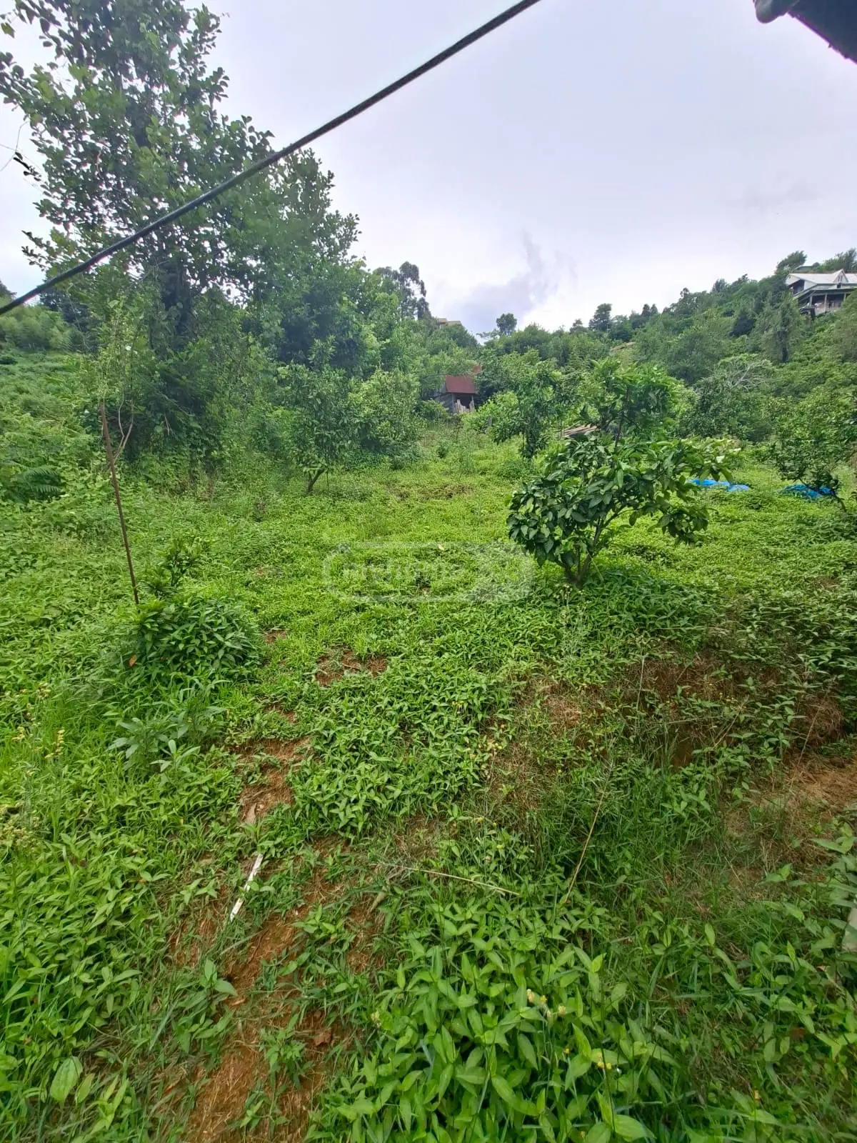 For Sale Sasoplo-Sameurneo Land Plot In Batumi view 7