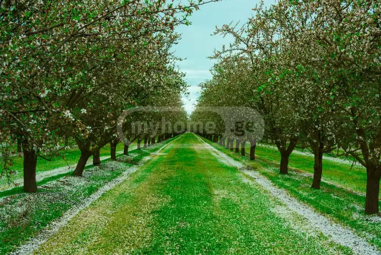 Продажа Земля / участок в Sighnaghshi view 8