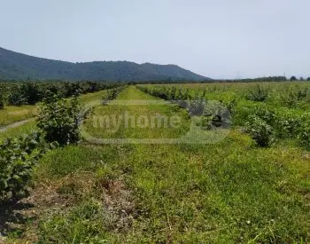 For Sale Sasoplo-Sameurneo Land Plot Isanshi, 4 of 12