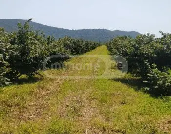 For Sale Sasoplo-Sameurneo Land Plot Isanshi, 5 of 12
