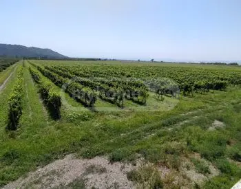 For Sale Sasoplo-Sameurneo Land Plot Isanshi, 1 of 11