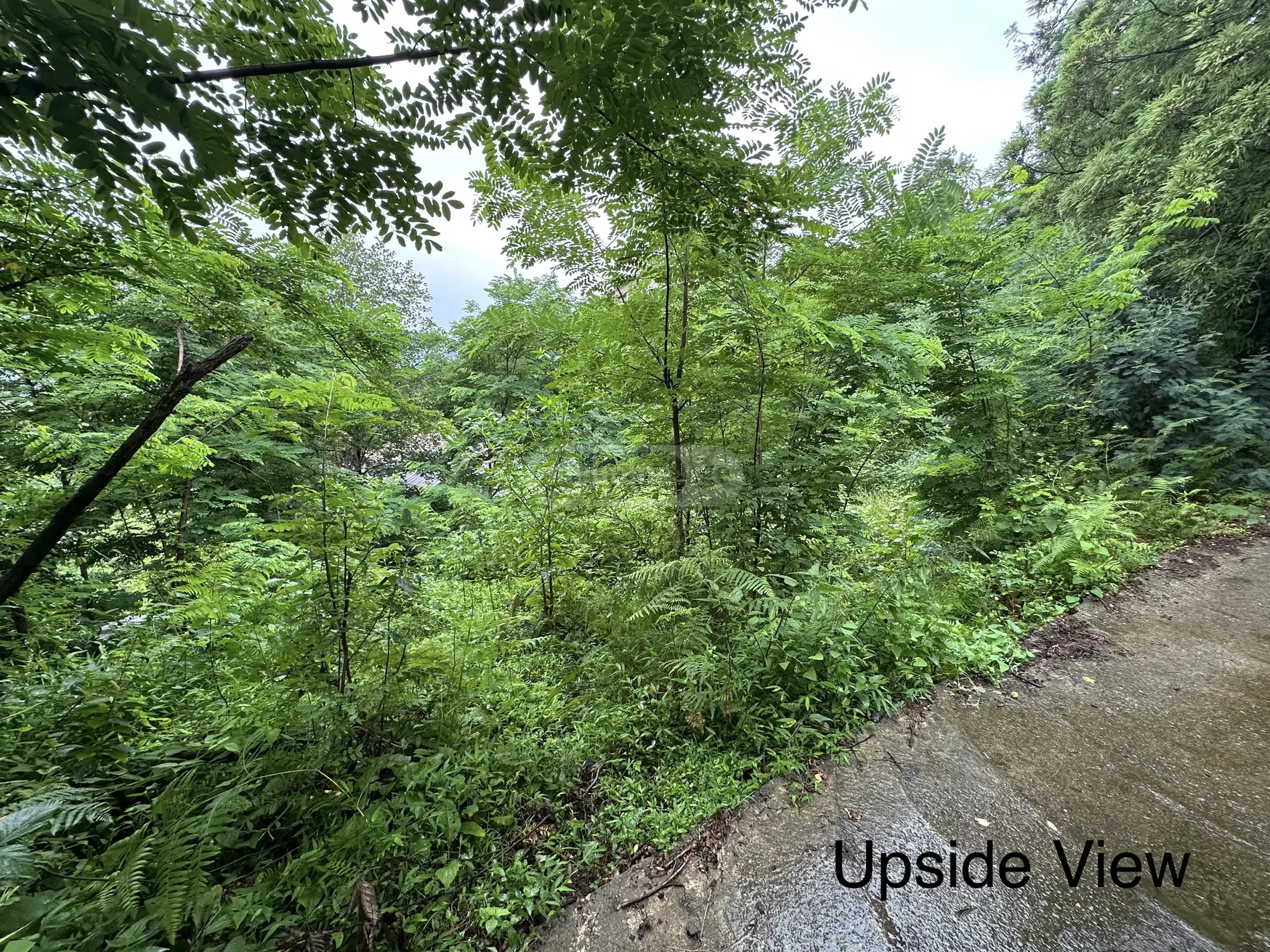 For Sale Sasoplo-Sameurneo Land Plot Khelvachauris Munitsipalitetshi view 4