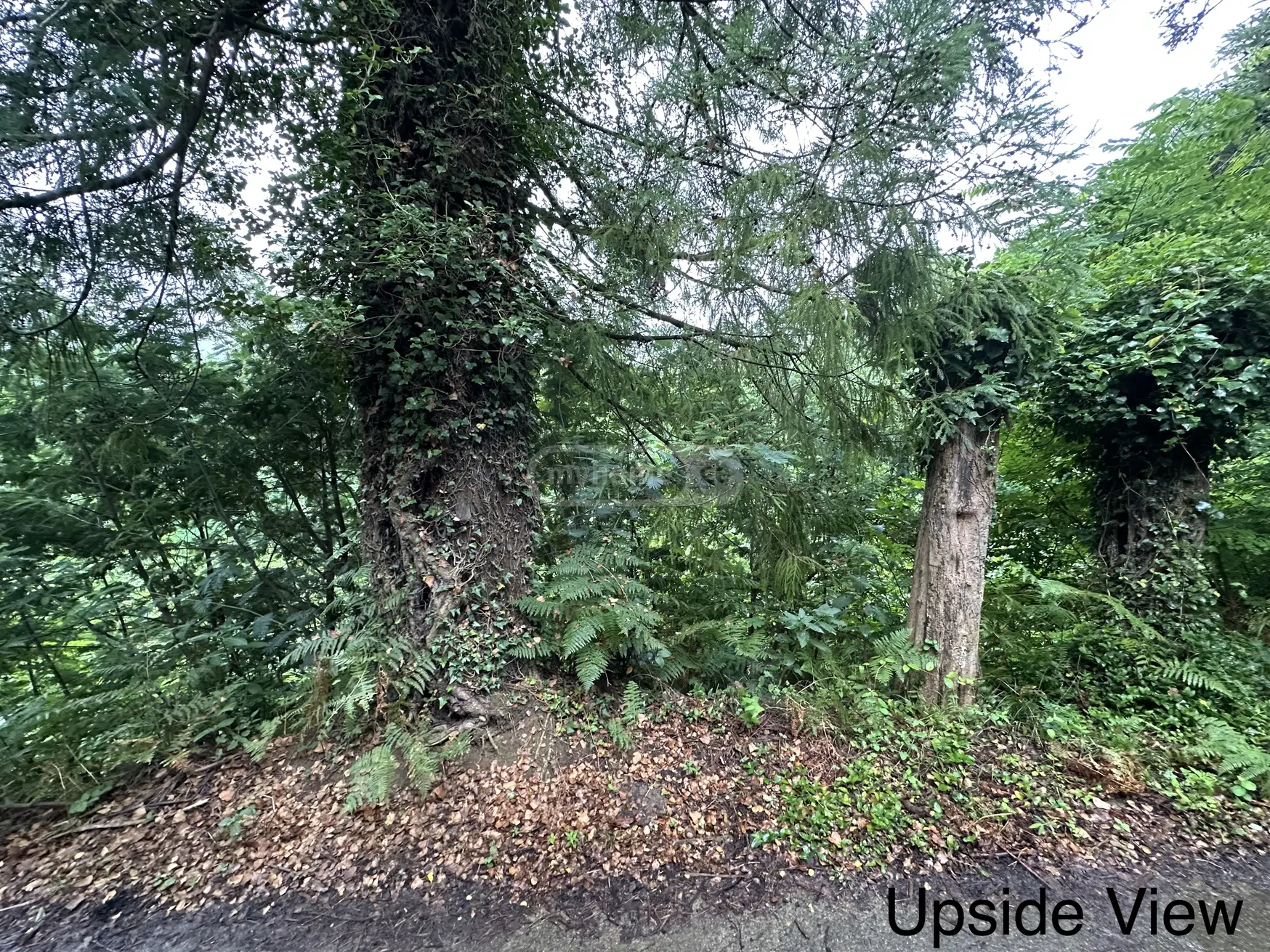 For Sale Sasoplo-Sameurneo Land Plot Khelvachauris Munitsipalitetshi view 6