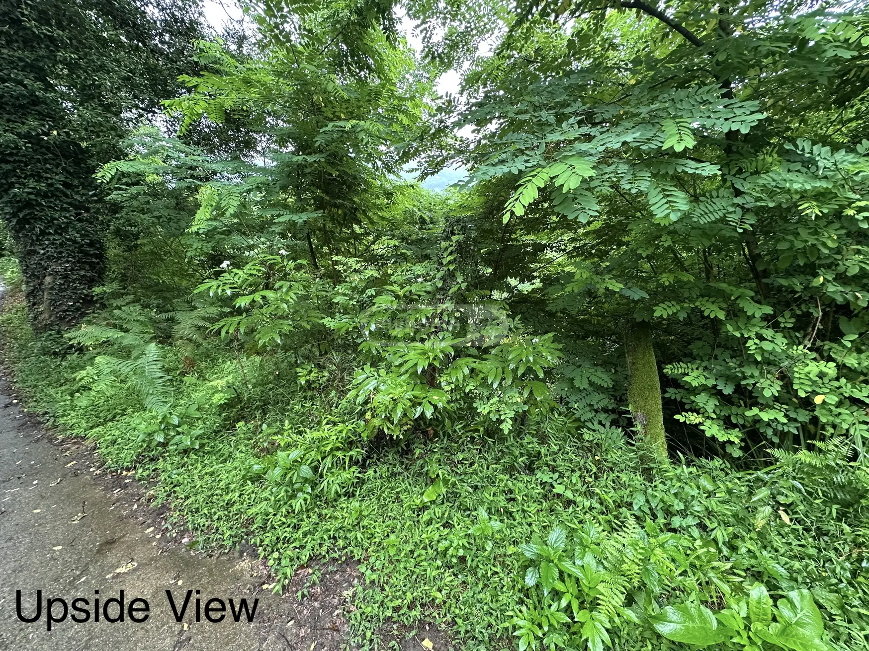 For Sale Sasoplo-Sameurneo Land Plot Khelvachauris Munitsipalitetshi view 7
