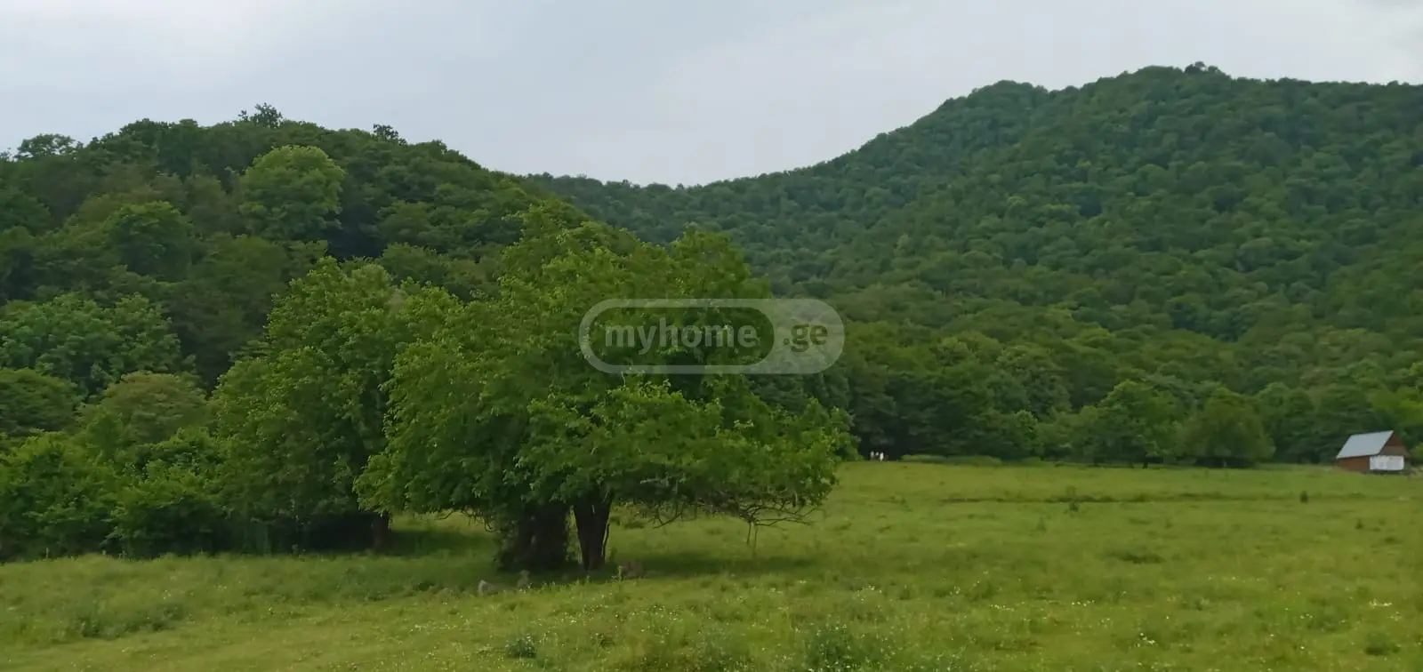 იყიდება მიწა / ნაკვეთი Lagodekhshiში view 2