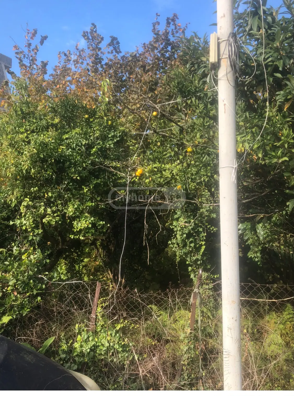 For Sale Sasoplo-Sameurneo Land Plot In Batumi view 2
