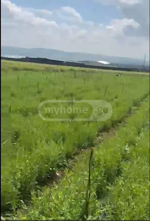 იყიდება მიწა / ნაკვეთი Tetritsqaros Raionshiში view 4