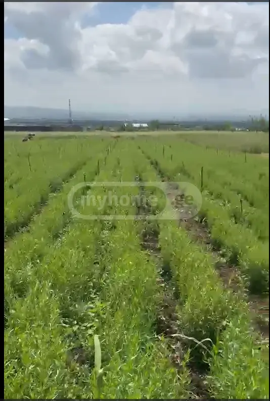 იყიდება მიწა / ნაკვეთი Tetritsqaros Raionshiში view 1